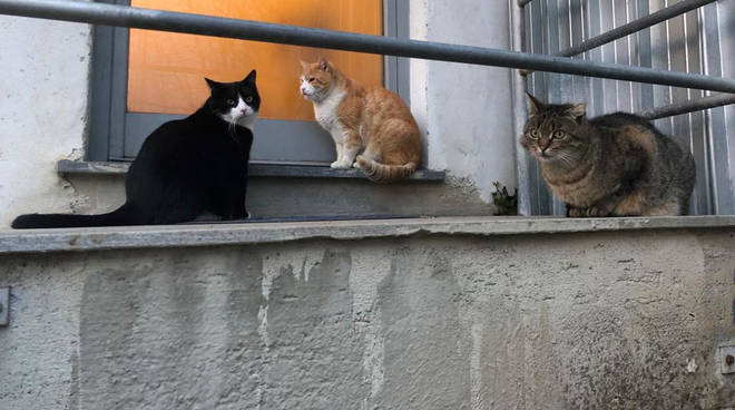 I gatti al gattile comunale
