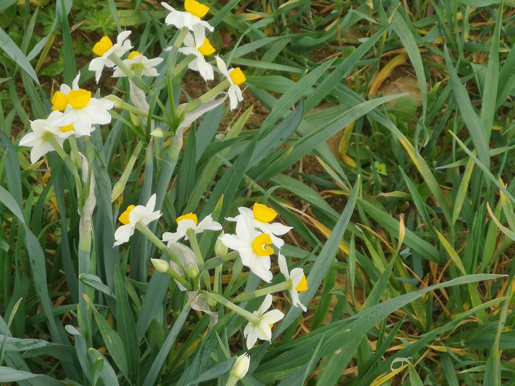 I narcisi sulla strada per Pigazzano