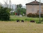 Cinghiali a Sordello