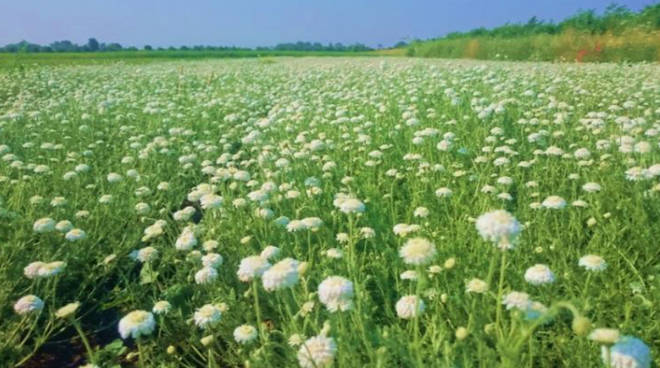 Coltivazione biologica nell'area Farnesiana 6