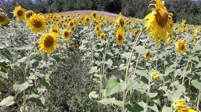 girasoli