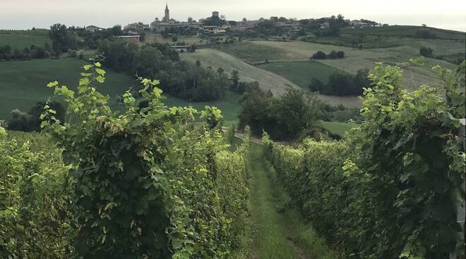 Vendemmia 2019 in Val Tidone