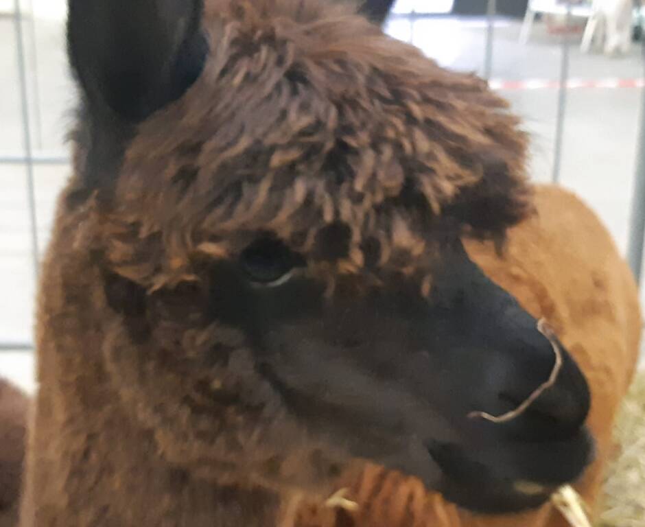 Alpaca International Show a Piacenza Expo