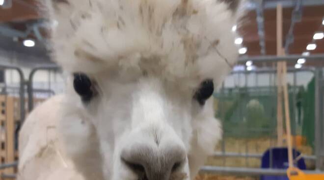 Alpaca International Show a Piacenza Expo