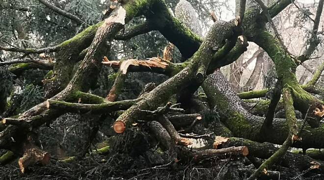 Grande cedro rimozione