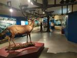 Museo storia naturale 