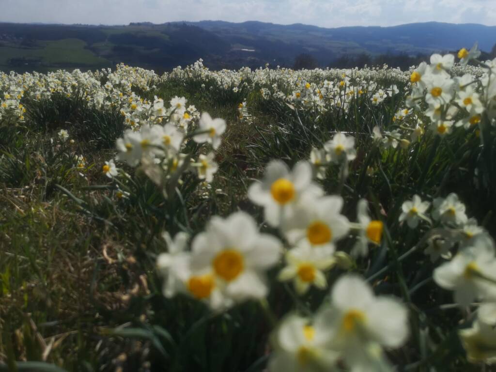 I Narcisi fioriti a Pigazzano