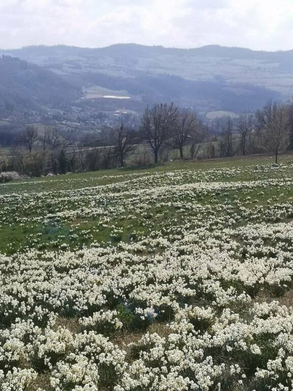 I Narcisi fioriti a Pigazzano