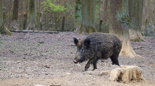 cinghiale