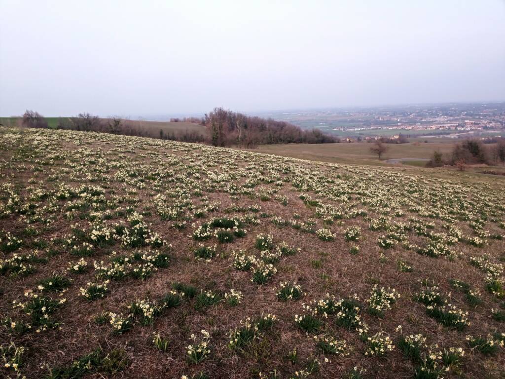 La fioritura dei narcisi in Val Trebbia