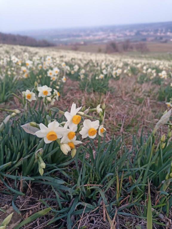 La fioritura dei narcisi in Val Trebbia