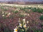 La fioritura dei narcisi in Val Trebbia