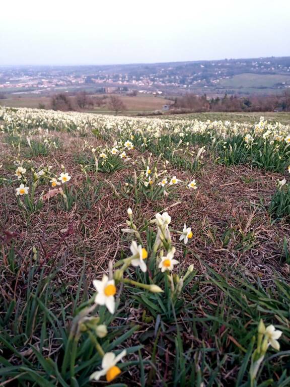 La fioritura dei narcisi in Val Trebbia