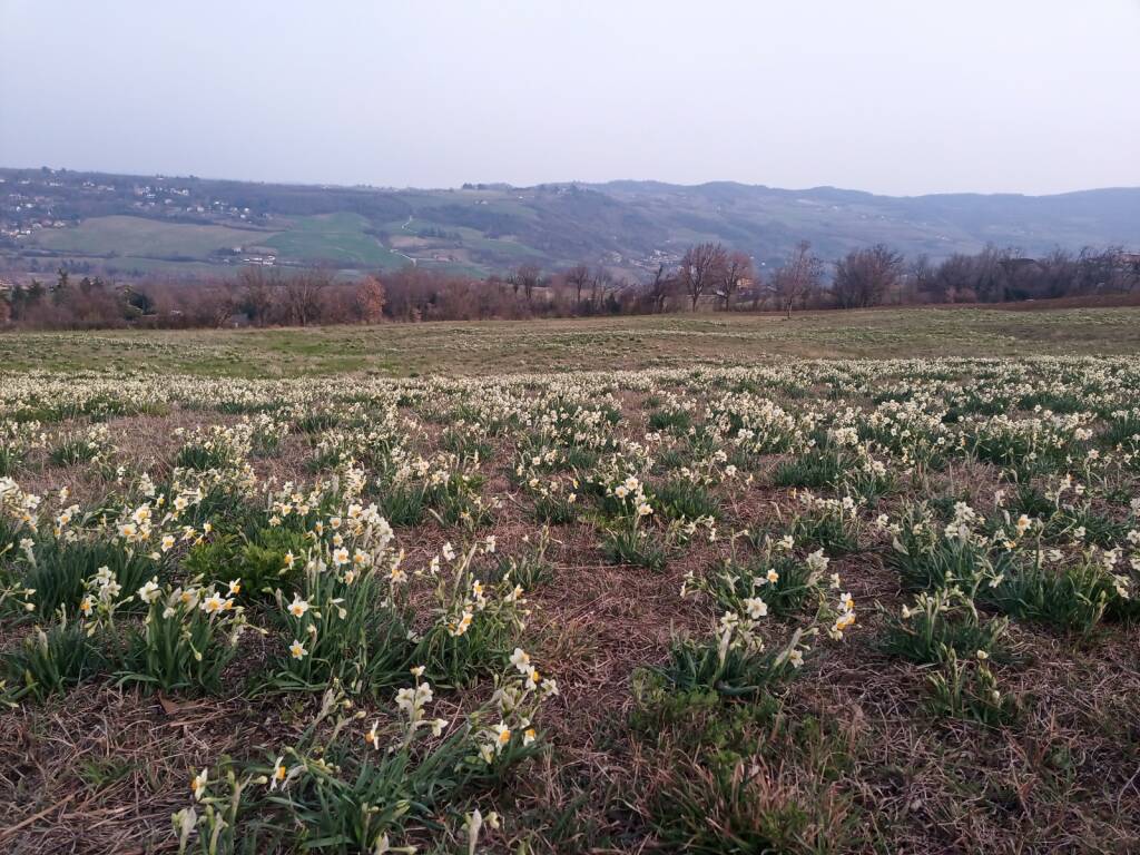 La fioritura dei narcisi in Val Trebbia