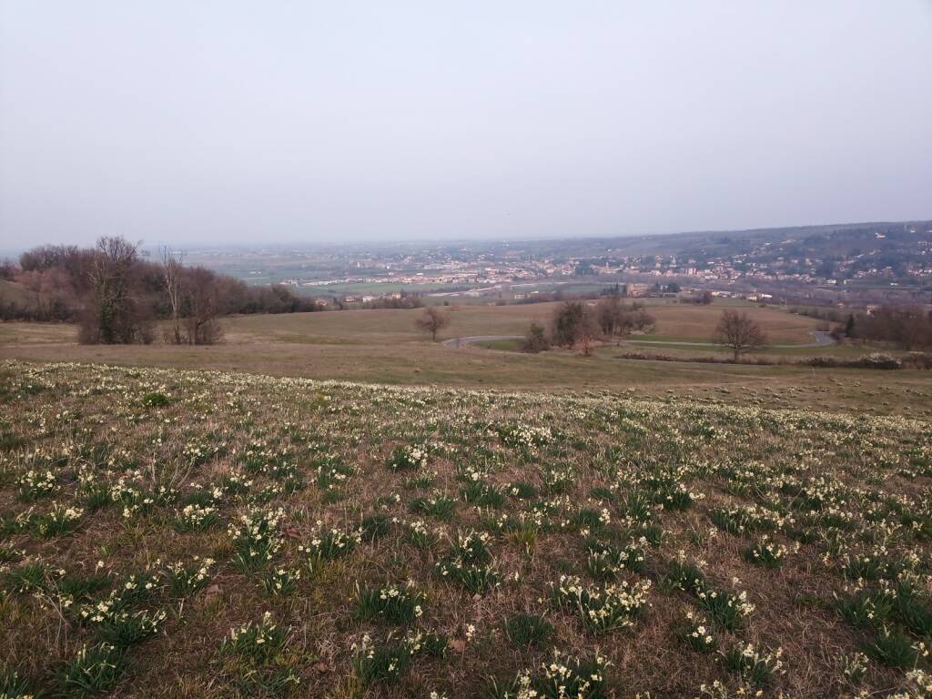 La fioritura dei narcisi in Val Trebbia