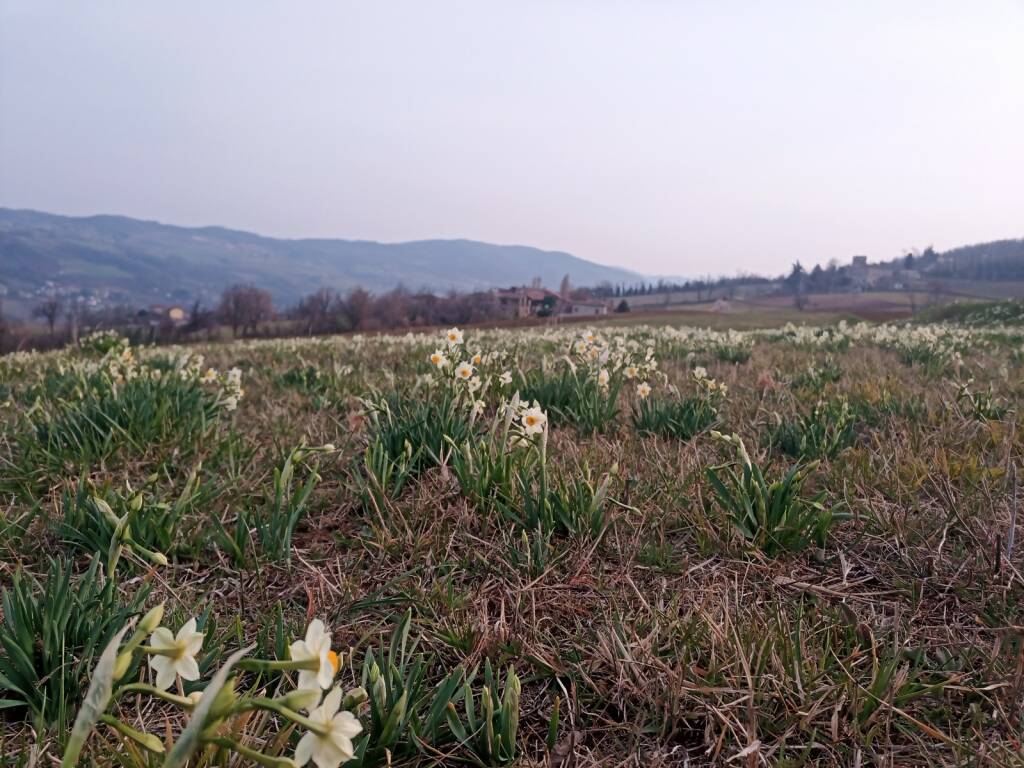 La fioritura dei narcisi in Val Trebbia