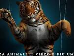 Circo animali