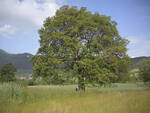 albero monumentale bobbio