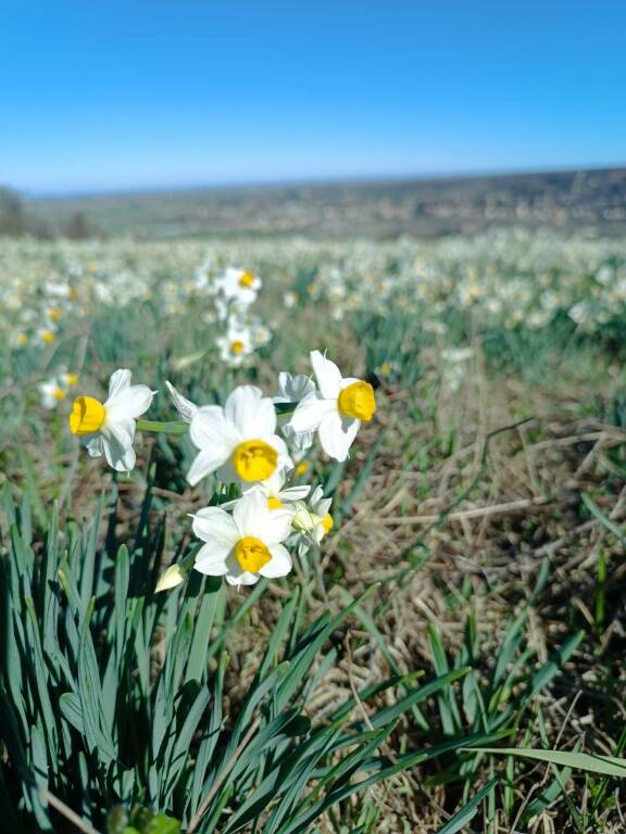 La fioritura dei narcisi tra Statto e Scrivellano