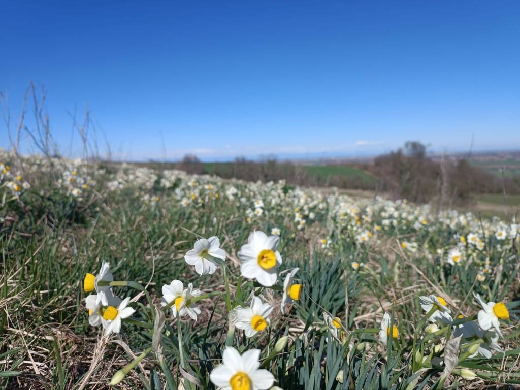 La fioritura dei narcisi tra Statto e Scrivellano