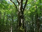 Un piccolo ritiro fra relax e natura nella Foresta delle Lame  con LA CURA DEL BOSCO