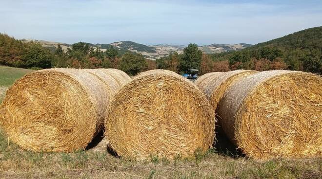 paglia rotoballe estate