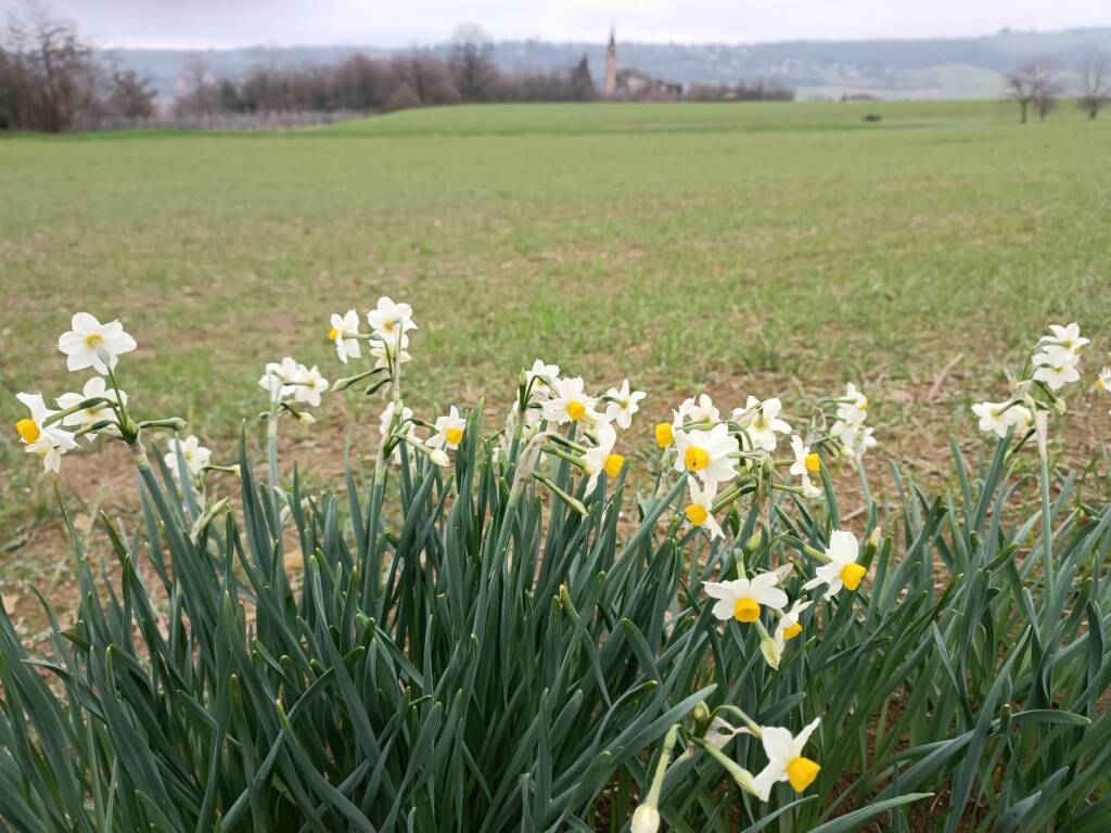 narcisi a Pigazzano