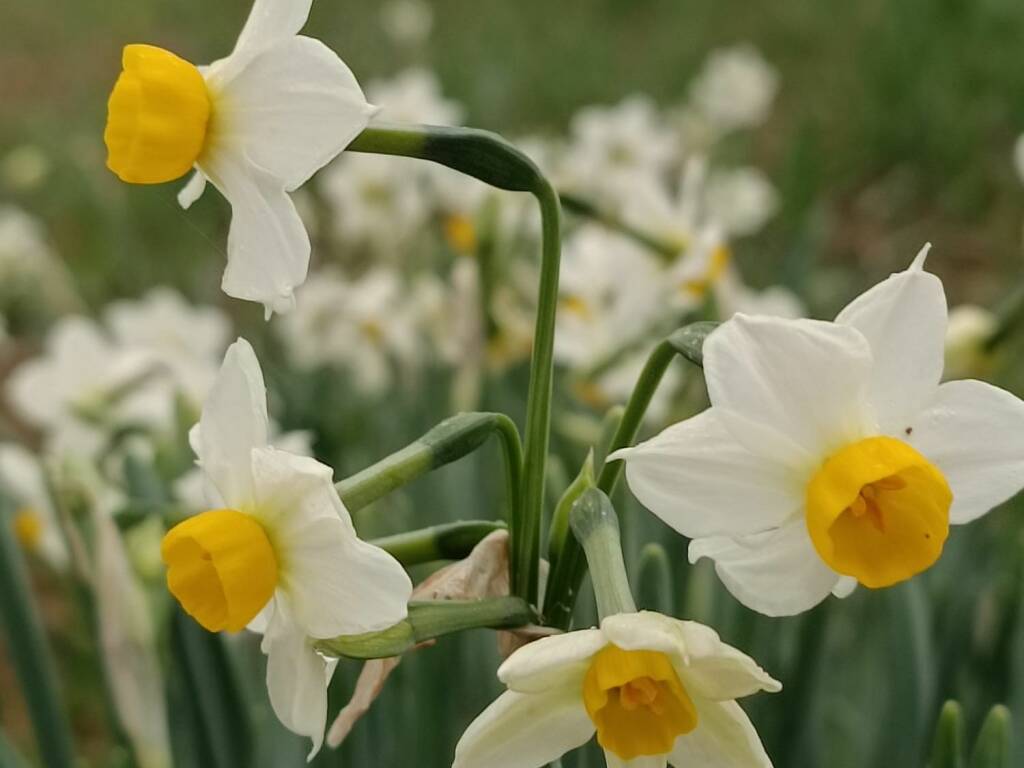 narcisi a Pigazzano