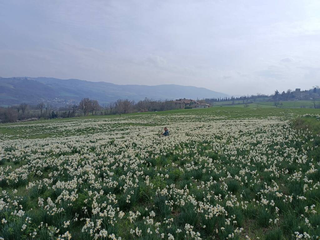 Una domenica tra i narcisi di Pigazzano