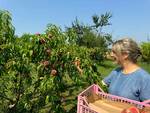 azienda agricola la terra di san giuseppe