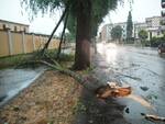 Alberi e rami caduti per il maltempo