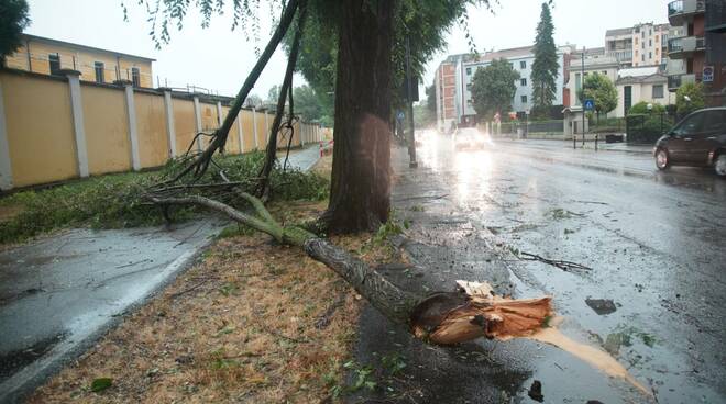 Alberi e rami caduti per il maltempo