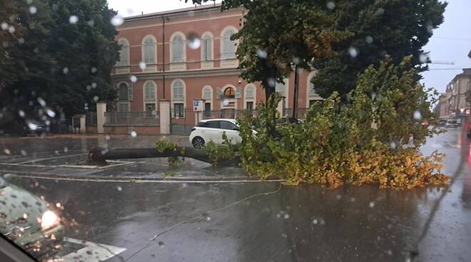 Alberi e rami caduti per il maltempo