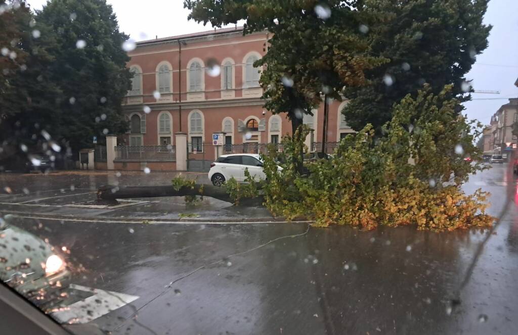 Alberi e rami caduti per il maltempo