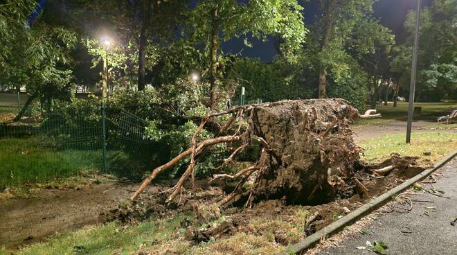 Alberi e rami caduti per il maltempo