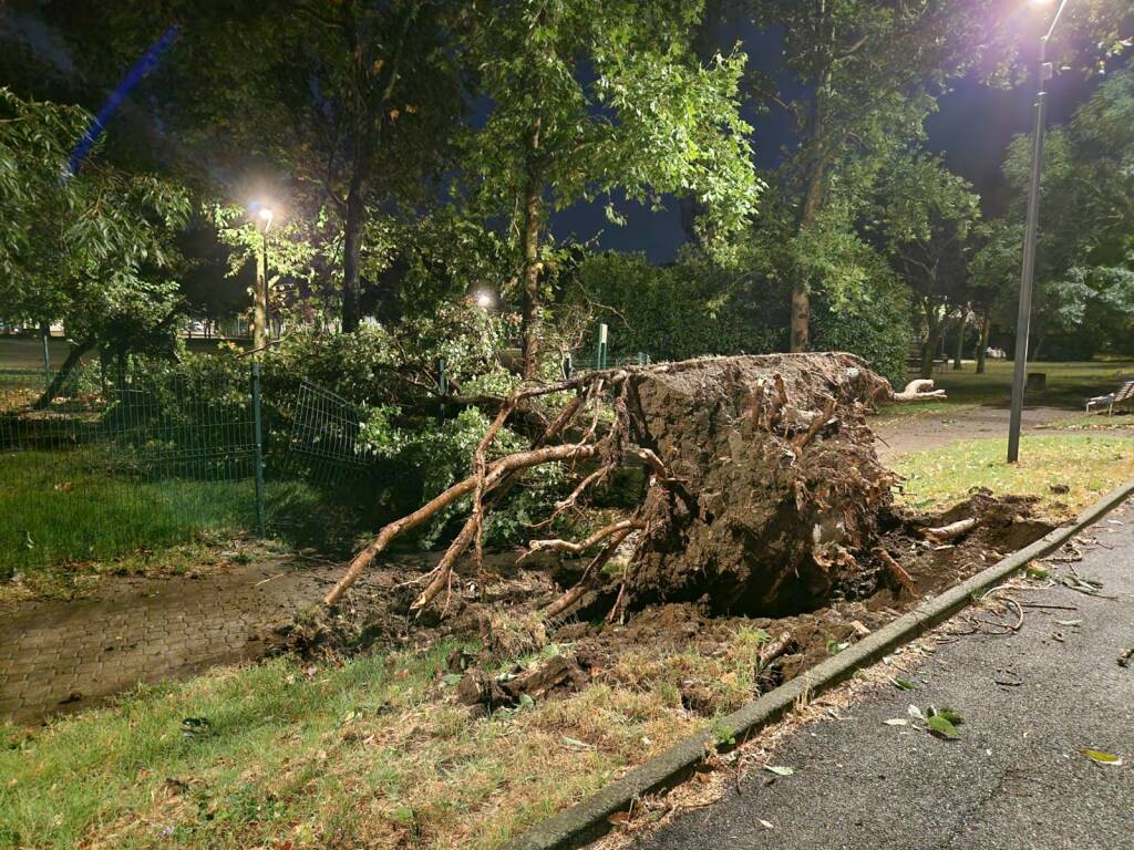 Alberi e rami caduti per il maltempo