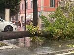 Albero caduto a Castel San Giovanni