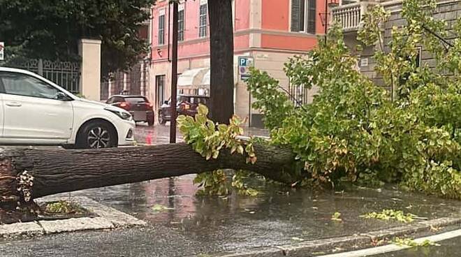 Albero caduto a Castel San Giovanni