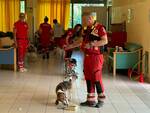 Unità cinofila Croce Rossa in ospedale 